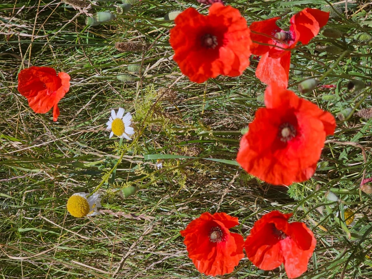 Coquelicots dans l’herbe, avec des boutons velus encore penchés vers le sol et de jeunes capsules déjà formées