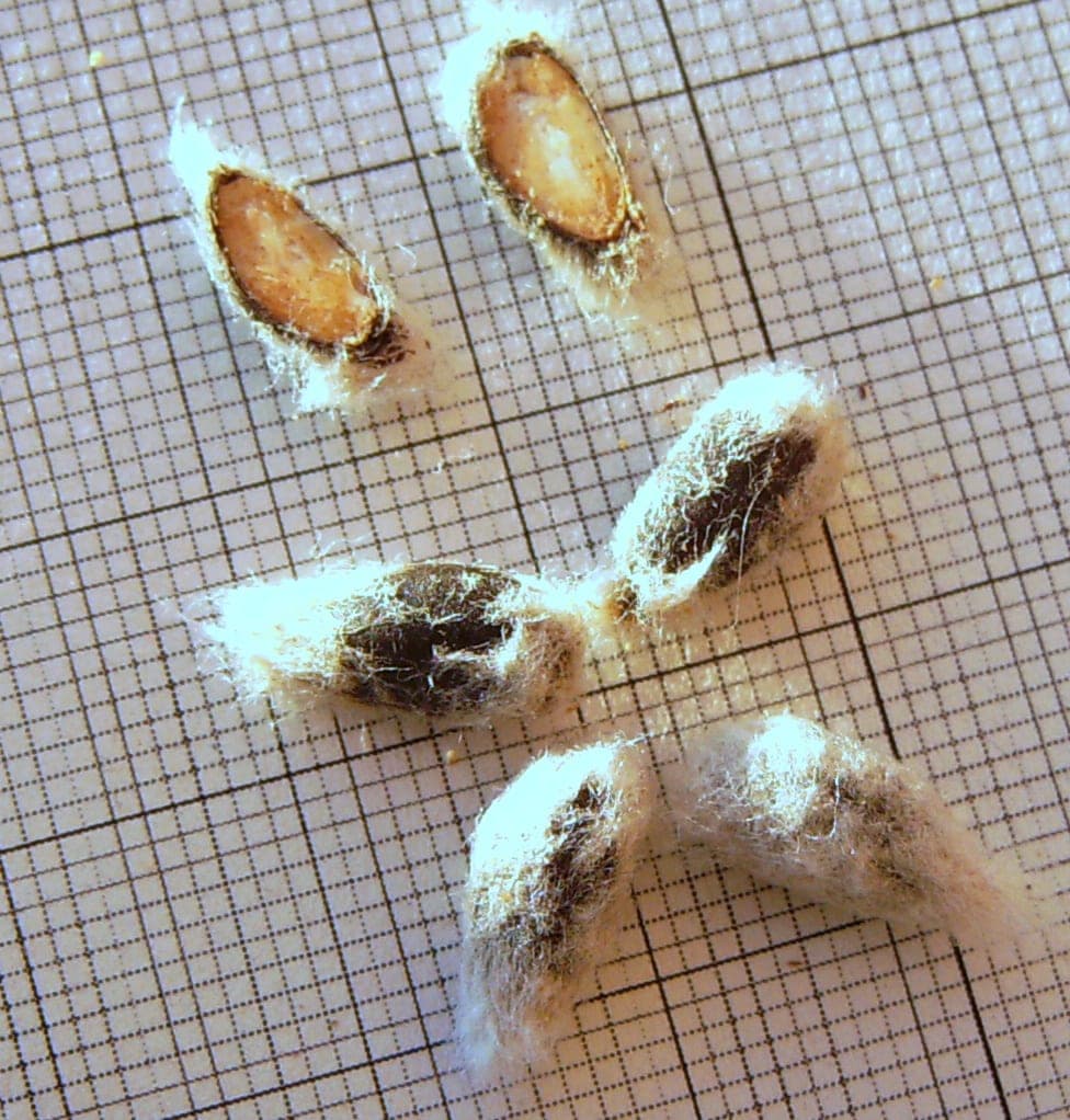 Graines de cotonnier posées sur du papier millimétré, hérissées de fibres blanches ; deux d’entre elles sont coupées en deux et montrent l’intérieur de la graine