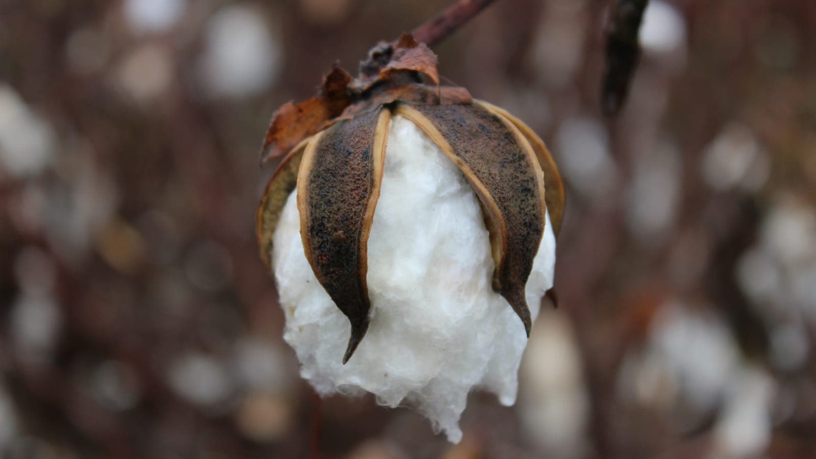 Une capsule de cotonnier ouverte sur la branche : les valves brunes, écartées et sèches, laissent déborder la masse blanche du coton. Ce n’est pas une fleur, mais un fruit qui a éclaté. (Photo Michael Bass-Deschenes, CC BY 2.0.)