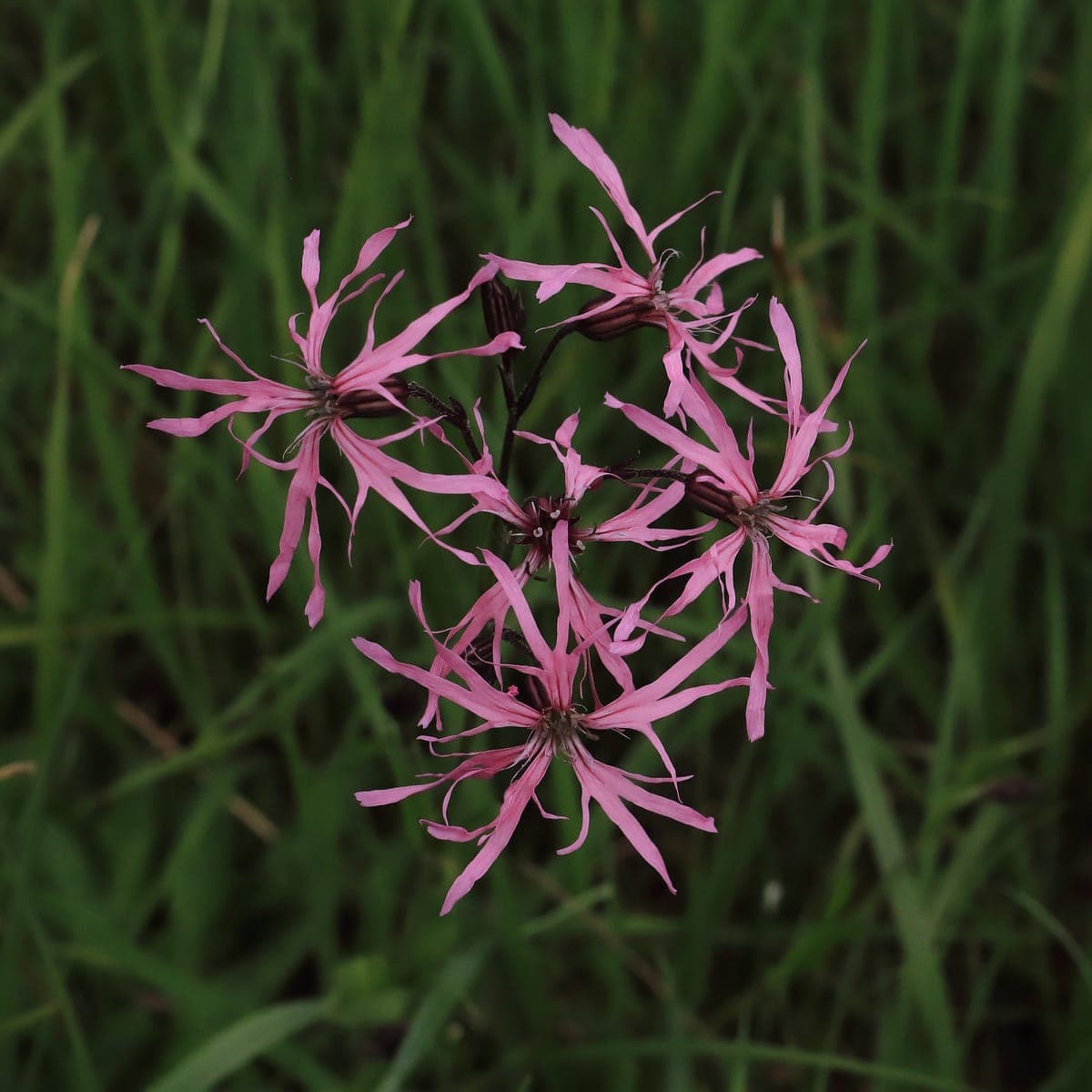 Fleurs roses du lychnis fleur de coucou, aux pétales découpés en fines lanières