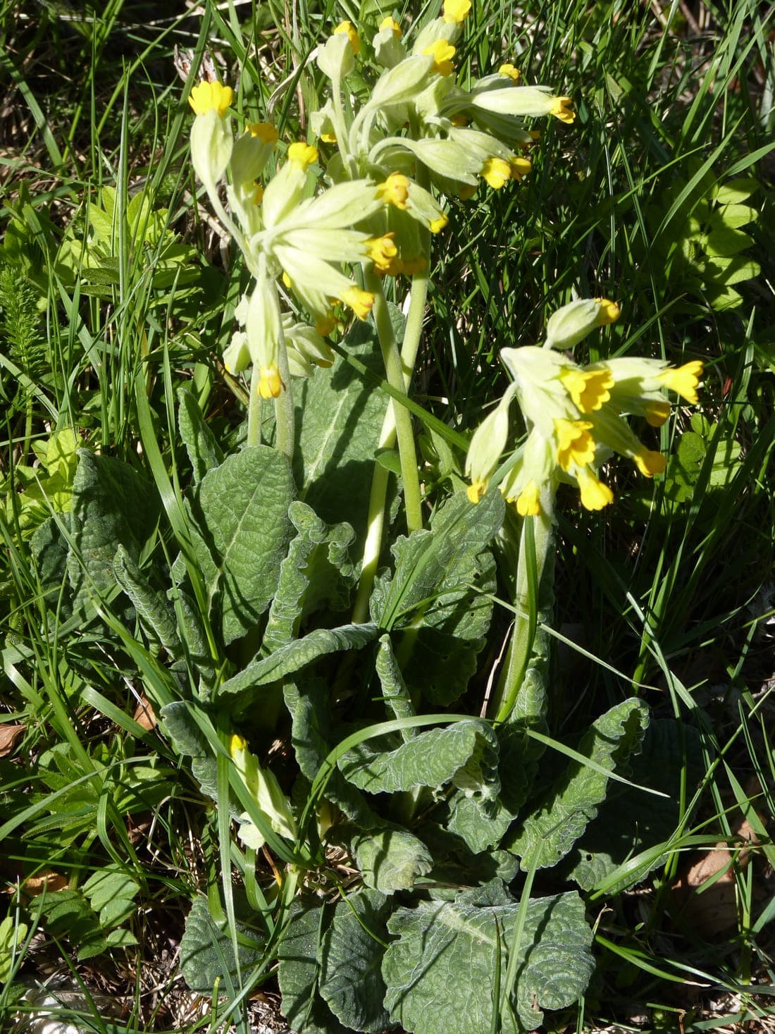 Pied de primevère officinale entier : rosette de feuilles gaufrées au sol et hampe portant une ombelle de fleurs jaunes à calice renflé et pâle