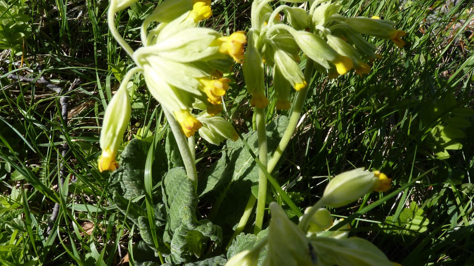 Un pied de coucou (Primula veris) dans l’herbe : une hampe portant une ombelle de petites cloches jaune vif penchées du même côté, au-dessus d’une rosette de feuilles gaufrées. (Photo Manuel Ferreira.)