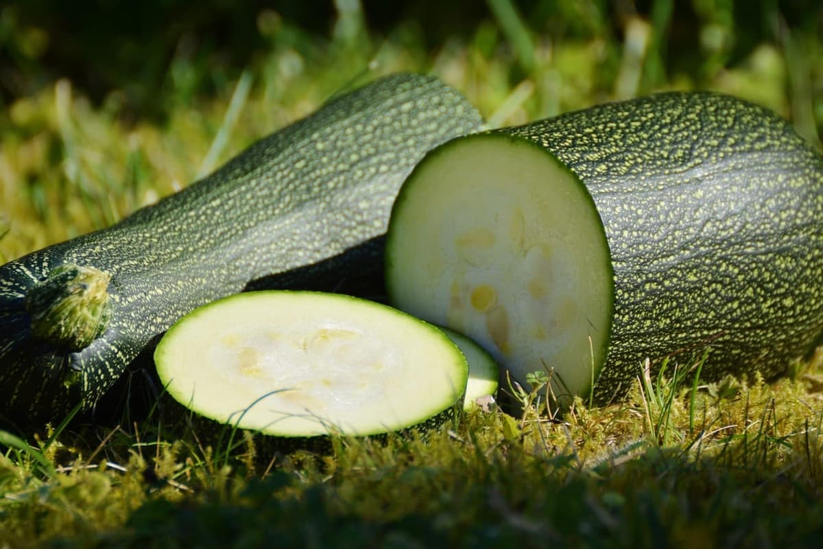 Une grosse courgette coupée, sa tranche laissant voir la chair pâle parsemée de graines
