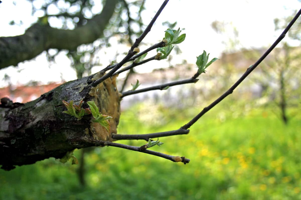 Grosse branche de pommier coupée et enduite de mastic, sur laquelle des greffons ont repris et portent de jeunes feuilles