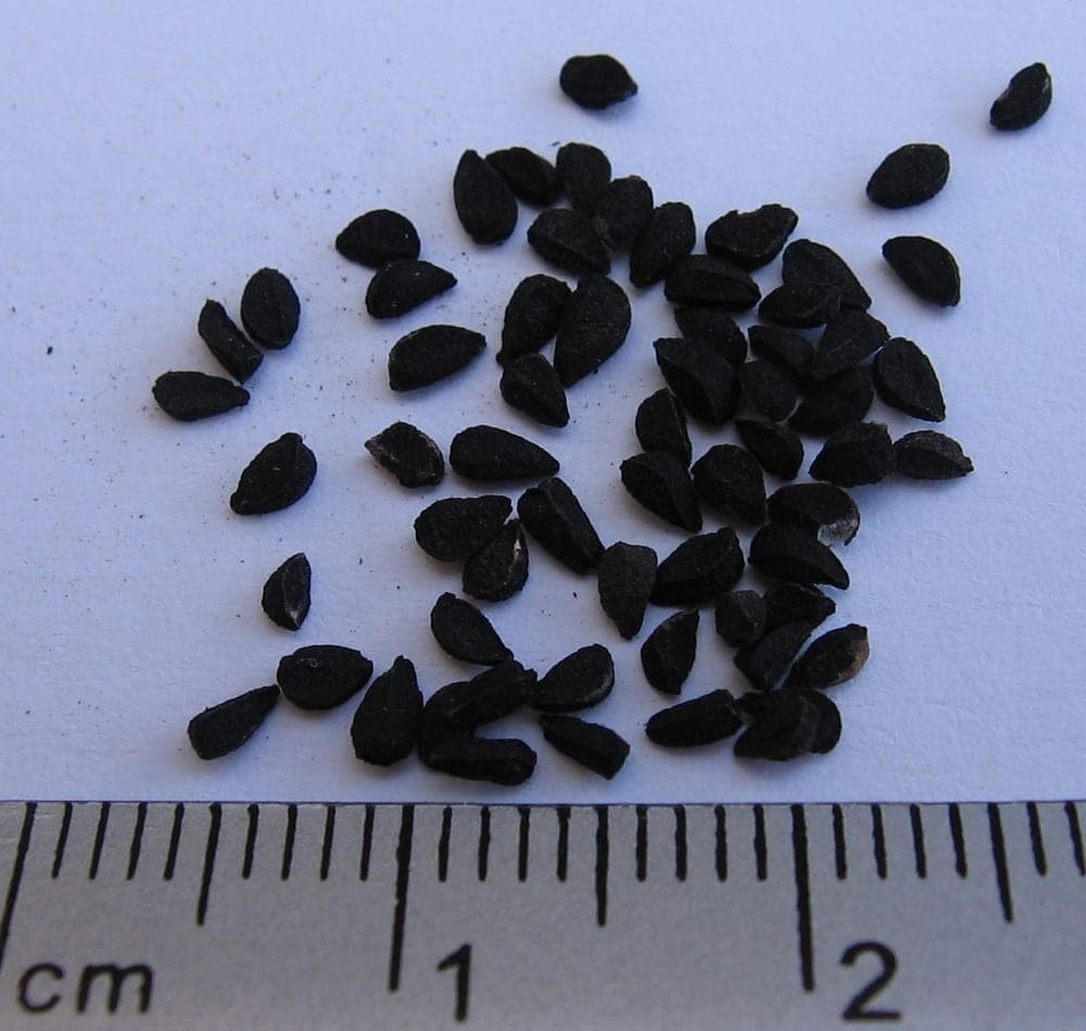 Graines noires, anguleuses et mates de nigelle, disposées près d’une règle graduée en centimètres