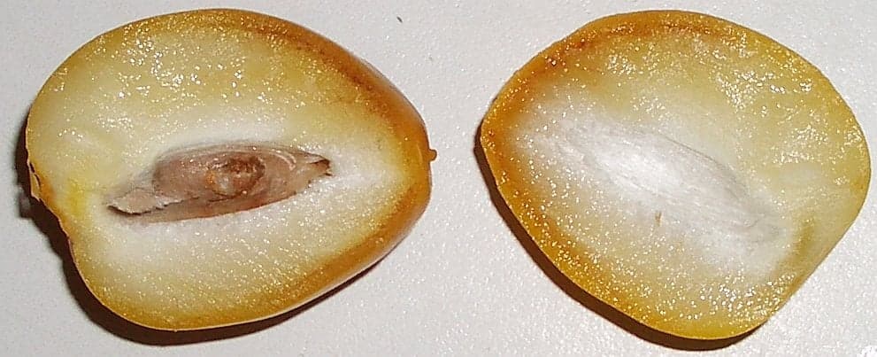 Datte fraîche coupée en deux dans le sens de la longueur, la graine brune visible dans une moitié et son empreinte dans l’autre