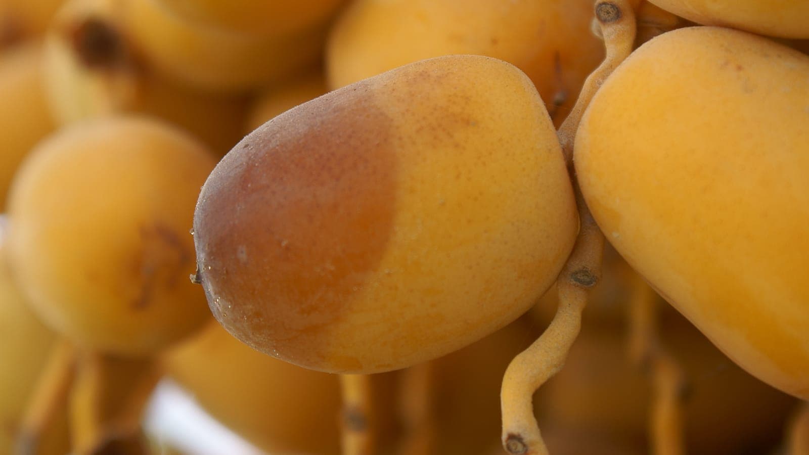 Dattes en train de mûrir sur le régime, passant du jaune vif au brun translucide. (Photo Nepenthes, CC BY-SA 3.0.)