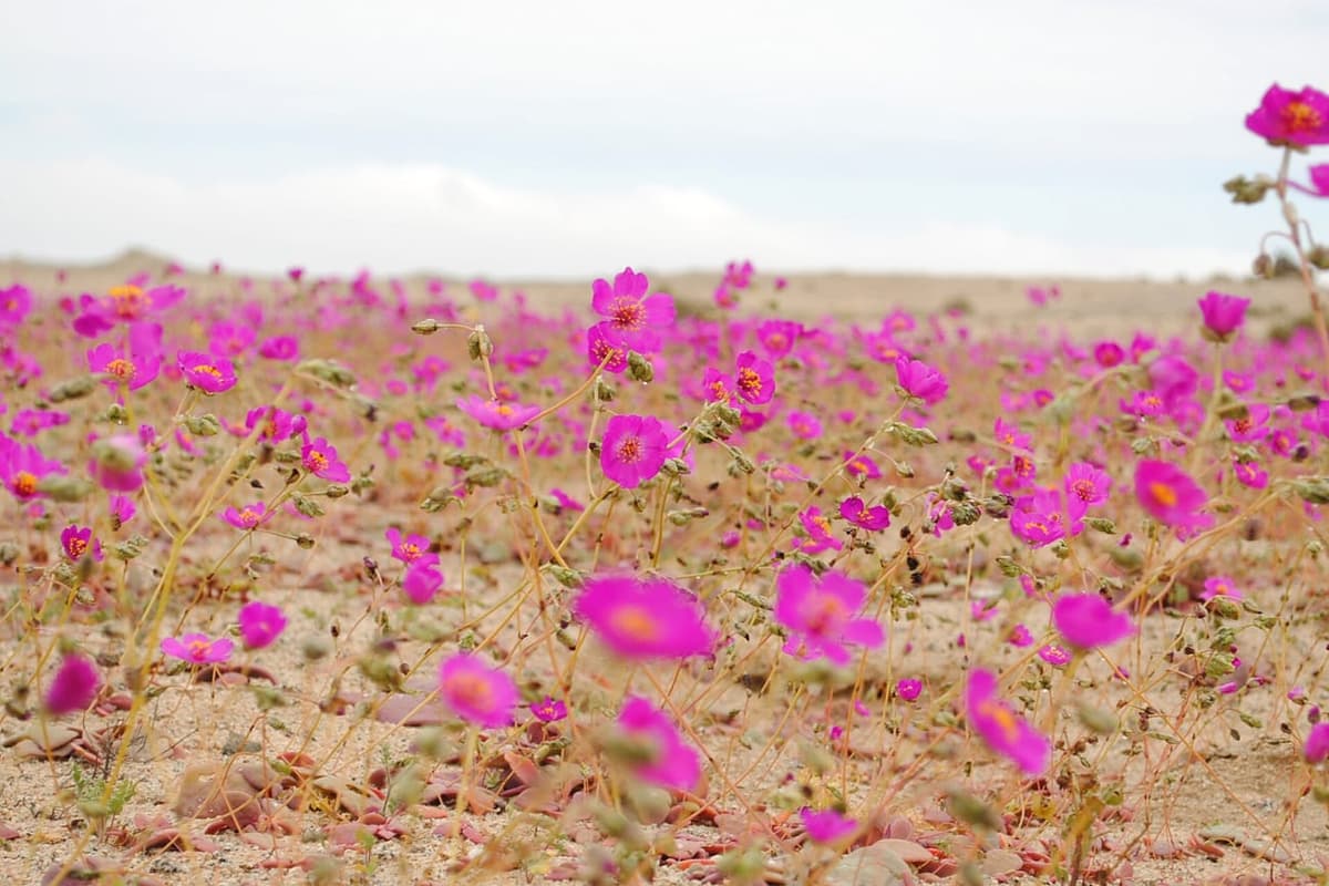 Étendue du désert d’Atacama entièrement couverte de fleurs magenta poussant sur un sol de sable et de cailloux, le désert nu visible à l’horizon