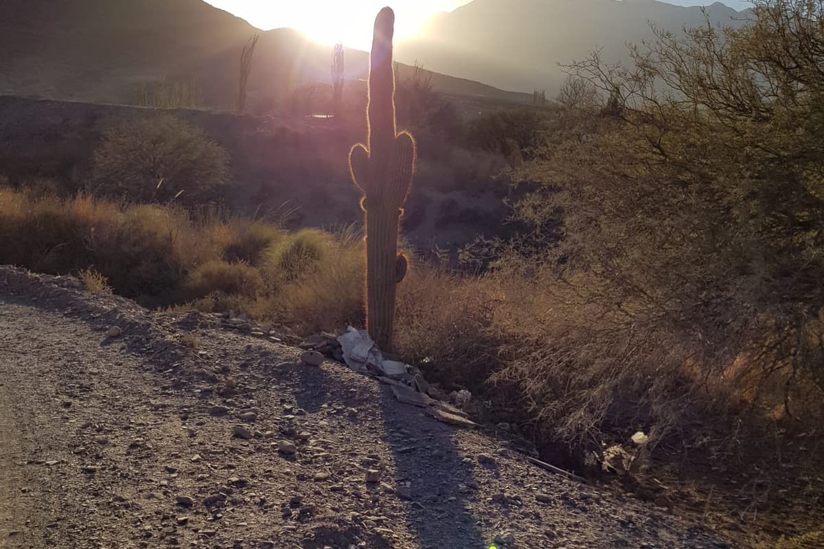 Grand cactus colonnaire dressé à contre-jour au lever du soleil, sur un versant caillouteux couvert de buissons secs, dans le nord-ouest de l’Argentine