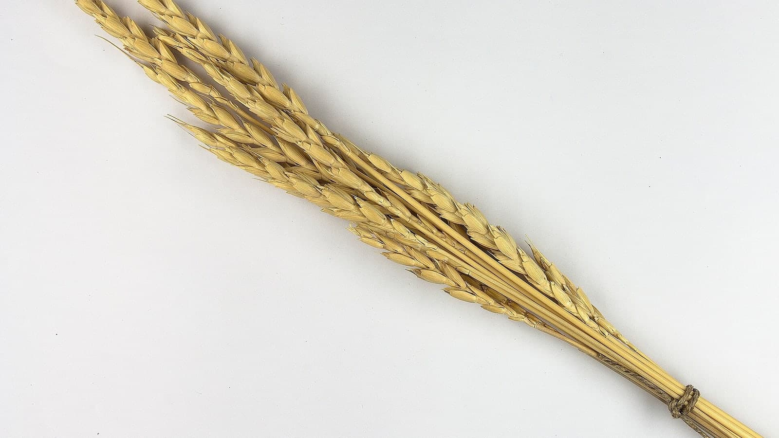 Épis de grand épeautre disposés sur fond clair avec une échelle d’un centimètre : épis lâches, épillets espacés le long de l’axe, barbes courtes. (Photo Roger Culos, Muséum de Toulouse, CC BY-SA 3.0.)
