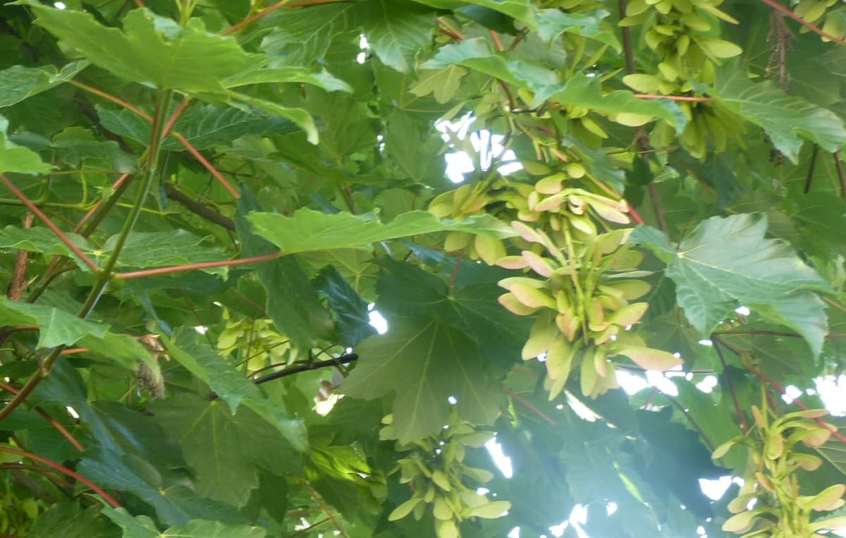 Grappes de samares vertes appariées suspendues sous les feuilles palmées d’un érable