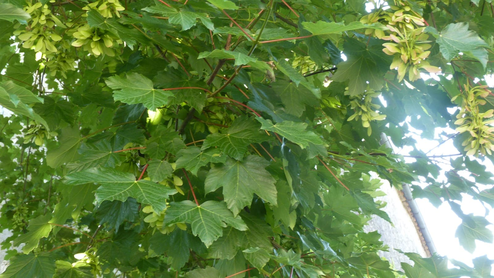 Feuilles palmées et grappes de samares vertes d’un érable. (Photo Manuel Ferreira.)