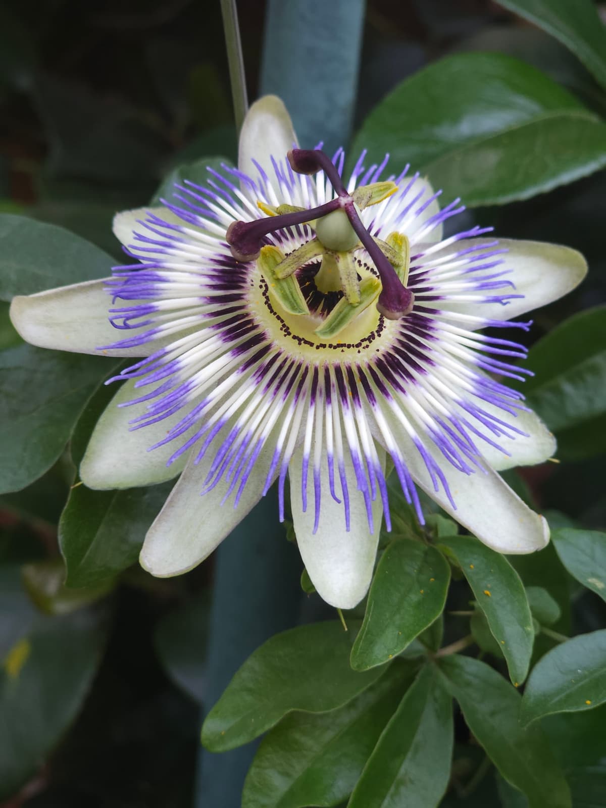 Gros plan sur le centre d’une fleur de passiflore bleue : cinq étamines à grosses anthères pendantes, et au-dessus trois styles terminés par des stigmates en massue