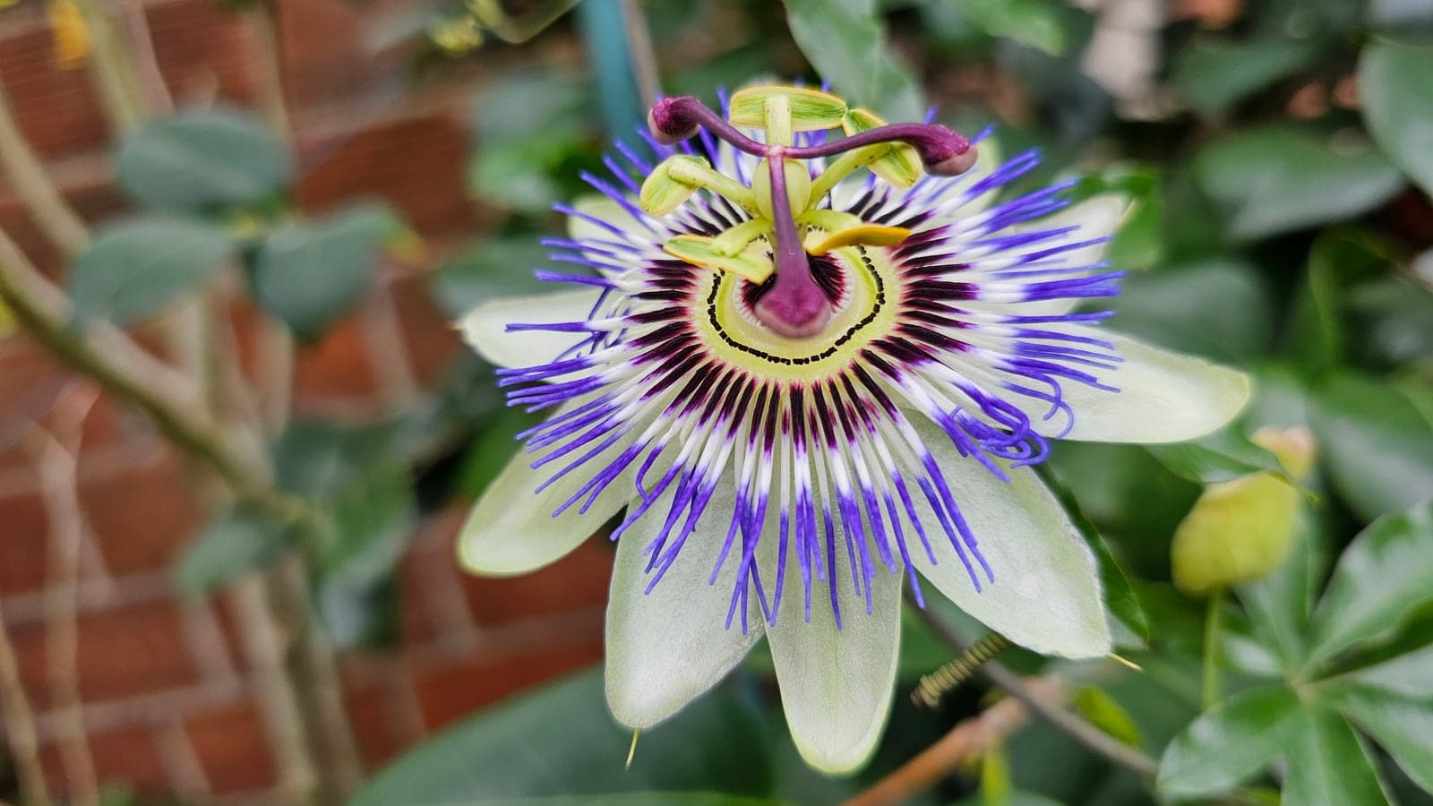 Fleur de passiflore bleue vue de face : une couronne de filaments bleus et blancs, et au centre les cinq étamines aux grosses anthères, surmontées de trois stigmates en massue. (Photo Manuel Ferreira.)