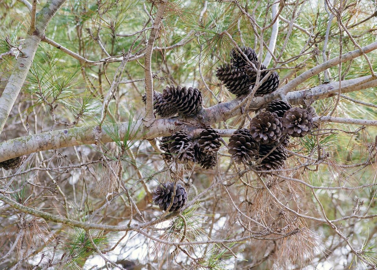 Branche de pin d’Alep portant de nombreux vieux cônes gris, la plupart encore fermés, accrochés au bois