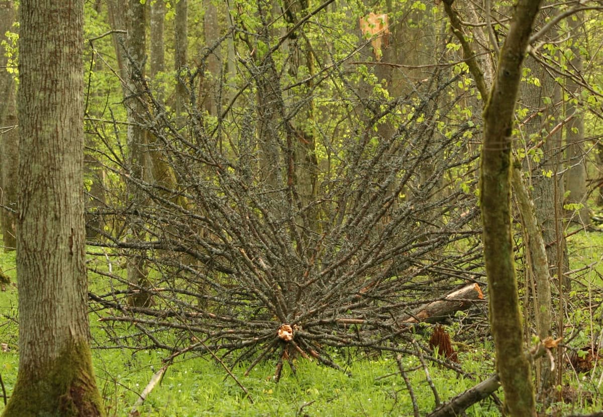 Grand arbre déraciné laissé au sol dans une forêt, ses branches étalées au milieu des jeunes pousses vertes
