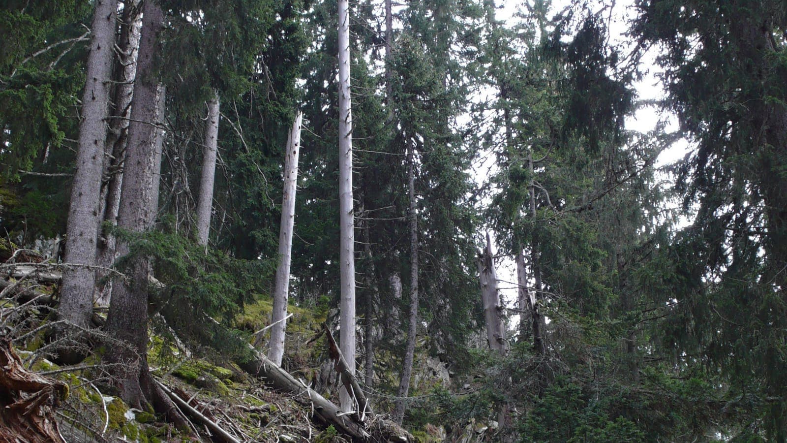 Forêt d’épicéas de Savoie réputée n’avoir jamais été exploitée : troncs morts encore debout, arbres couchés au sol, sous-bois de mousse. (Photo FB73, CC BY-SA 4.0.)