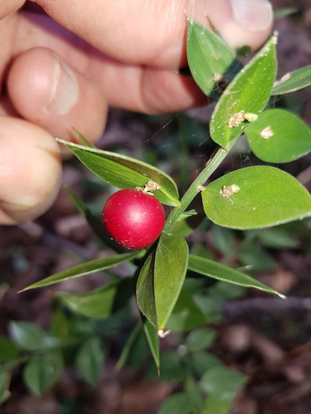 Fragon petit-houx (Ruscus aculeatus) avec ses cladodes épineux et ses fruits rouges