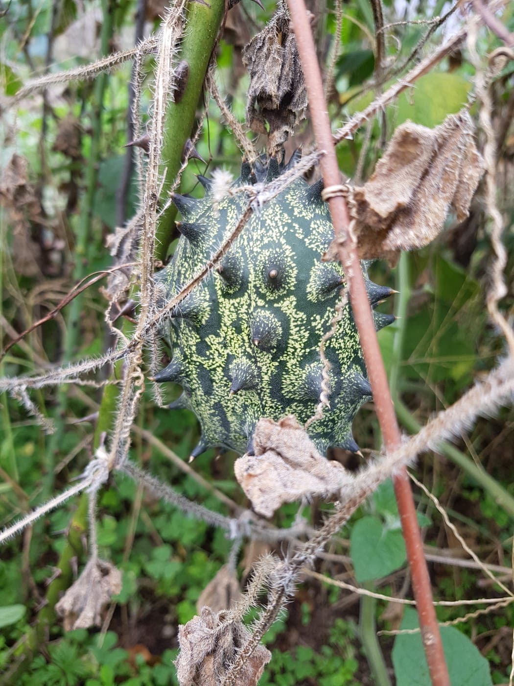 Kiwano (Cucumis metuliferus), fruit exotique à peau orange épineuse et chair verte (Photo Manuel Ferreira.)