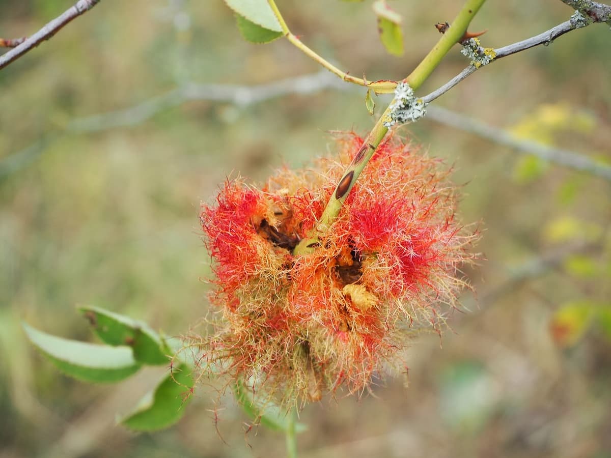 Pelote de filaments rouges et orangés, hérissée comme une chevelure, enserrant une tige d’églantier