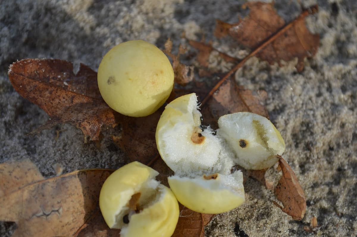 Plusieurs galles de chêne, dont trois ouvertes en deux, révélant un tissu blanc spongieux et, au centre exact, une petite loge sombre