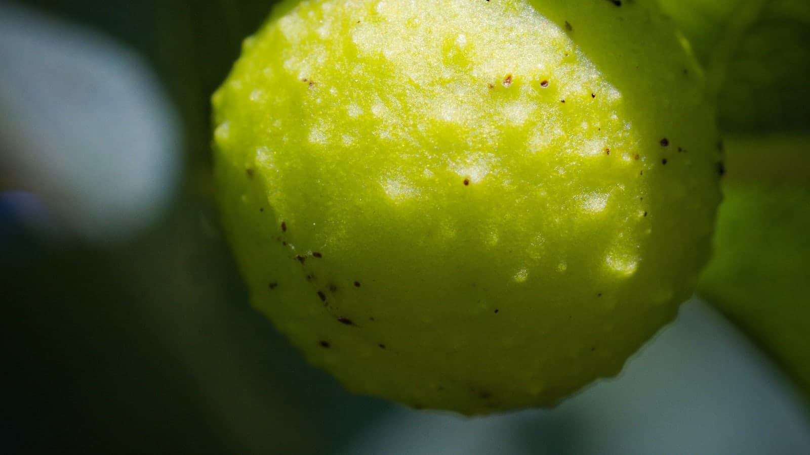 Galle sphérique et parfaitement lisse, d’un vert tendre, fixée sous une feuille de chêne : on la prendrait pour un petit fruit. (Photo hedera.baltica, CC BY-SA 2.0.)