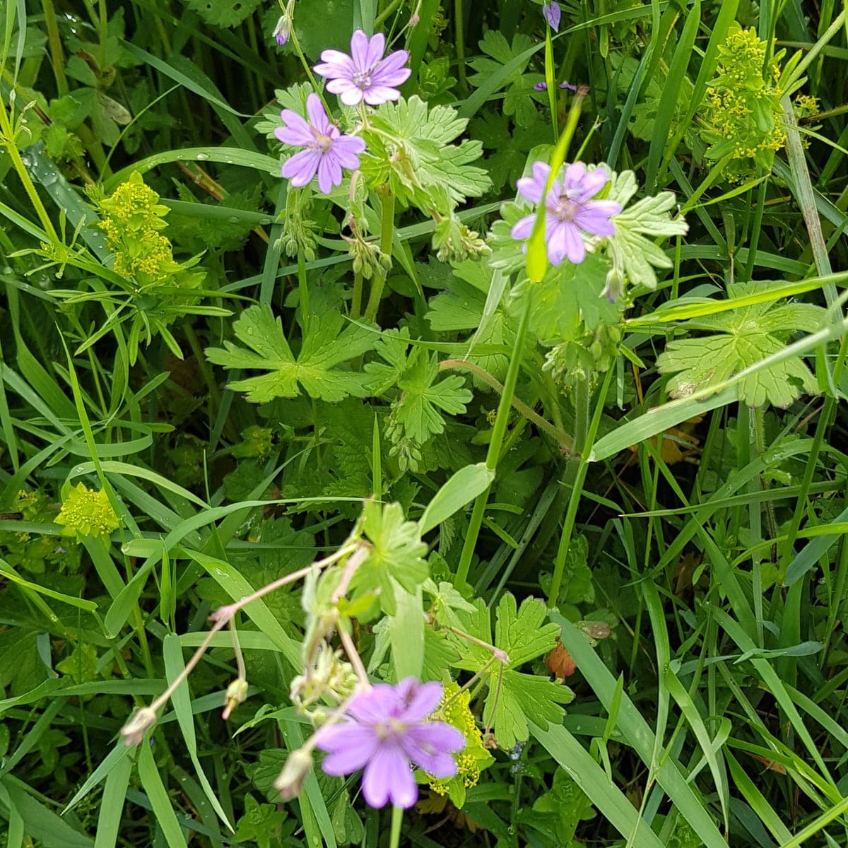Fleurs mauves d’un géranium sauvage dans l’herbe, à cinq pétales égaux disposés en étoile