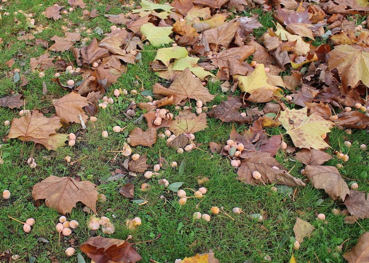 Pelouse jonchée de centaines de boules beige rosé tombées, mêlées à des feuilles mortes de platane, certaines écrasées