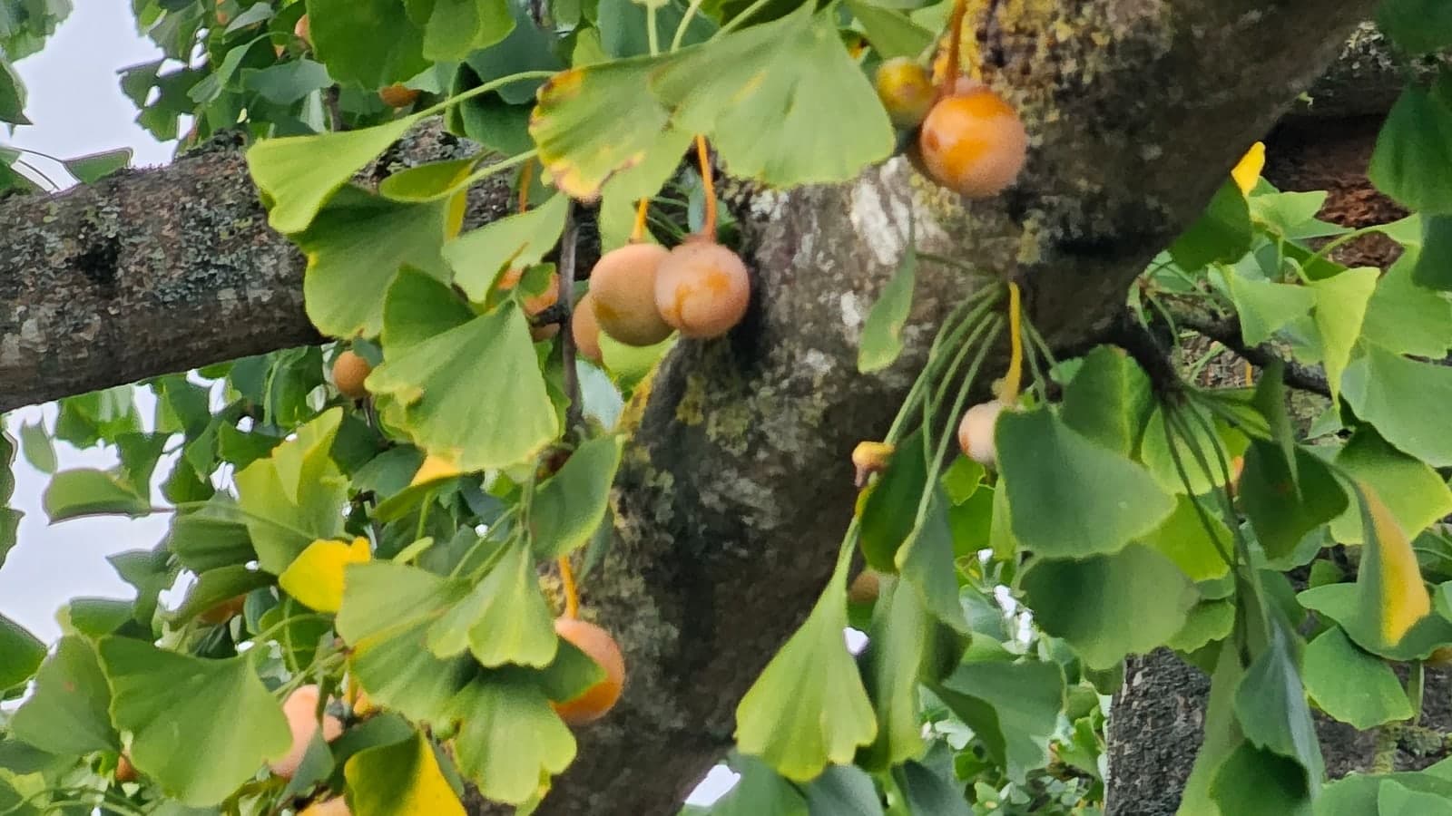 Branche de ginkgo femelle chargée de boules fauves pendues à de longs pédoncules jaunes, entre des feuilles en éventail. (Photo Manuel Ferreira.)
