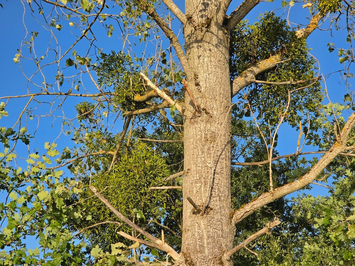 Peuplier portant plusieurs touffes de gui, dont une grosse au sommet, et dont de nombreuses branches sont mortes et dénudées contre le ciel