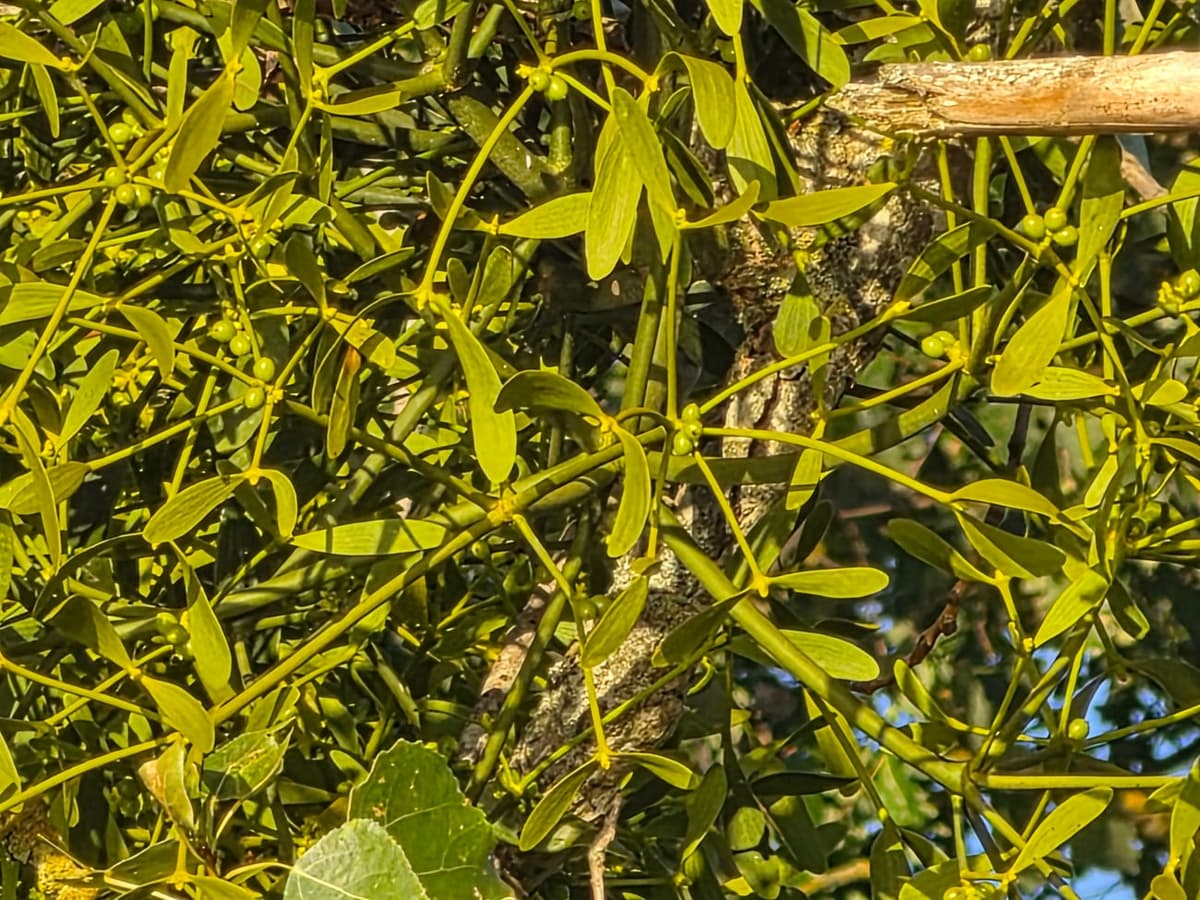 Détail d’une touffe de gui : rameaux se divisant régulièrement en fourches, feuilles épaisses opposées deux par deux, petites baies encore vertes, et une branche de l’arbre traversant la touffe