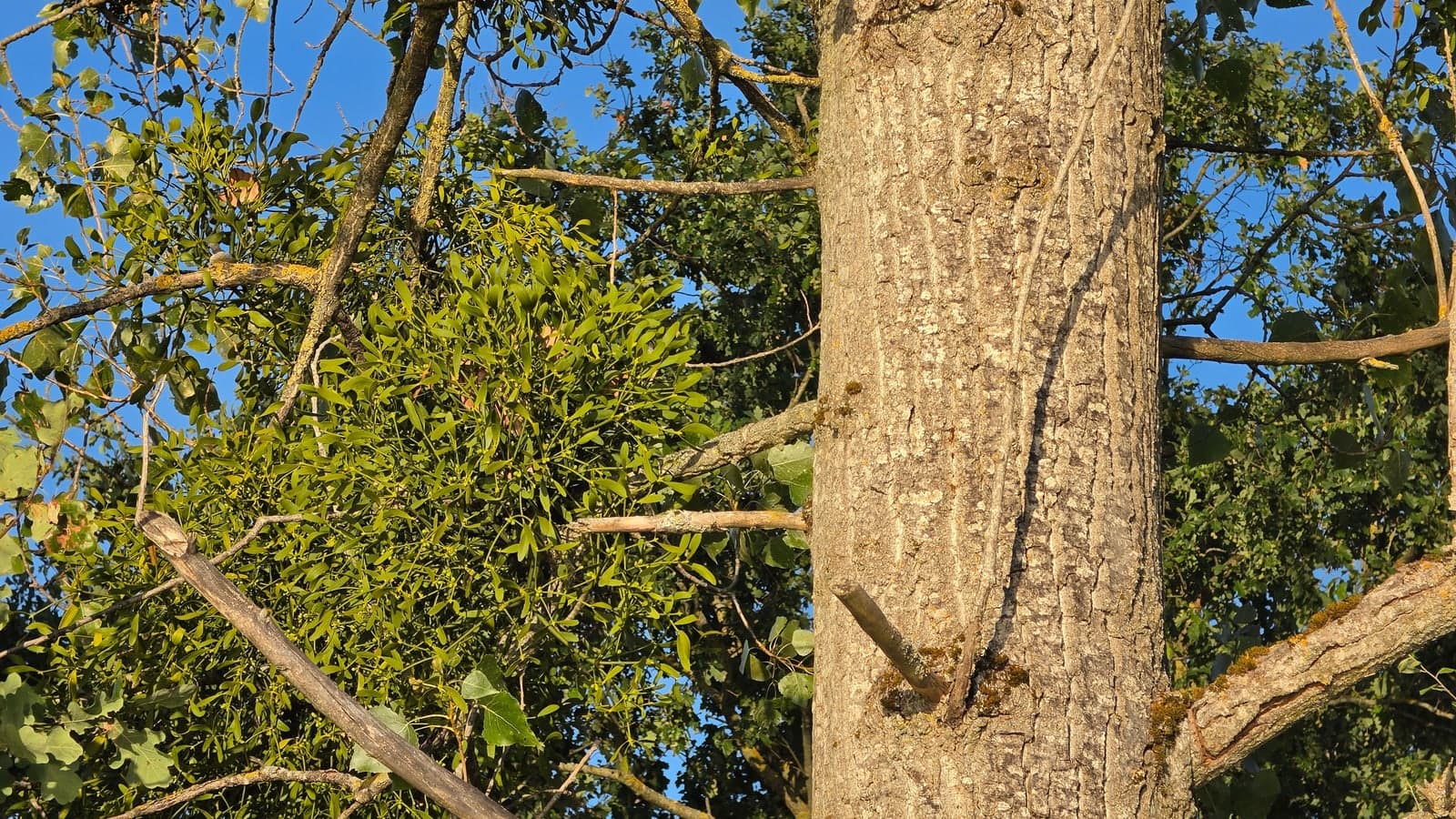 Touffe de gui formant une sphère verte bien distincte dans les branches d’un peuplier, en plein été. (Photo Manuel Ferreira.)