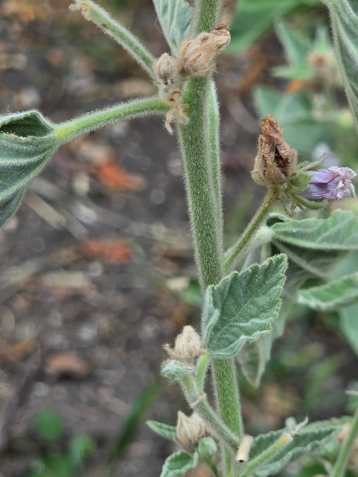 Tige de guimauve couverte d’un feutrage blanchâtre serré, portant des feuilles également veloutées et de petits fruits ronds en formation