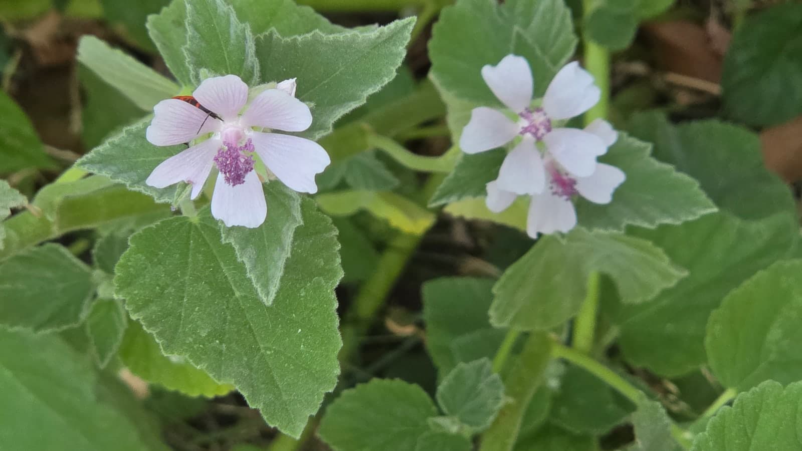 Fleurs de guimauve officinale, pétales rose très pâle réunis autour d’une colonne staminale rose vif, parmi des feuilles veloutées. (Photo Manuel Ferreira.)
