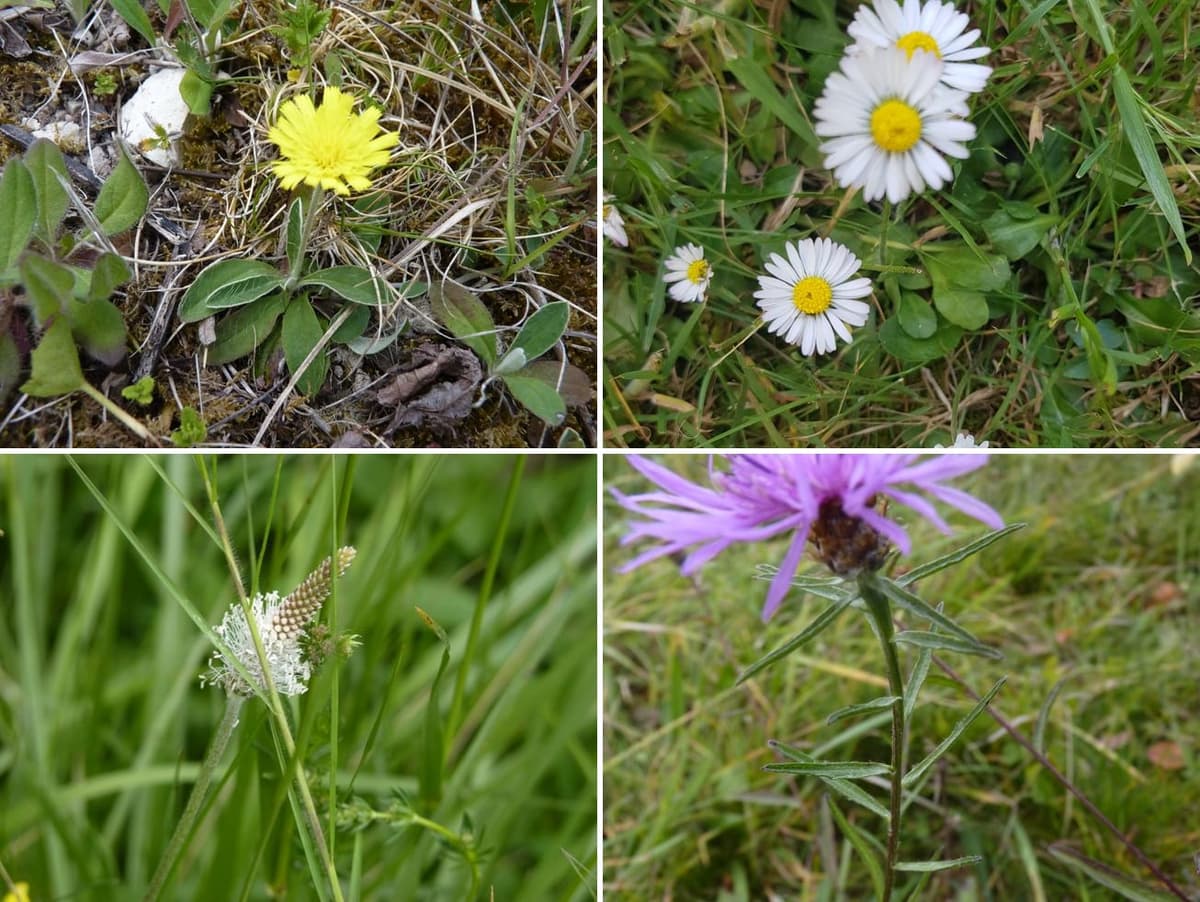 Planche de quatre photographies : en haut à gauche une piloselle jaune sur tige nue au-dessus d’une rosette velue ; en haut à droite des pâquerettes dans le gazon ; en bas à gauche un épi de plantain lancéolé au bout d’une longue tige nue ; en bas à droite un capitule violet de centaurée porté par une tige garnie de feuilles étroites