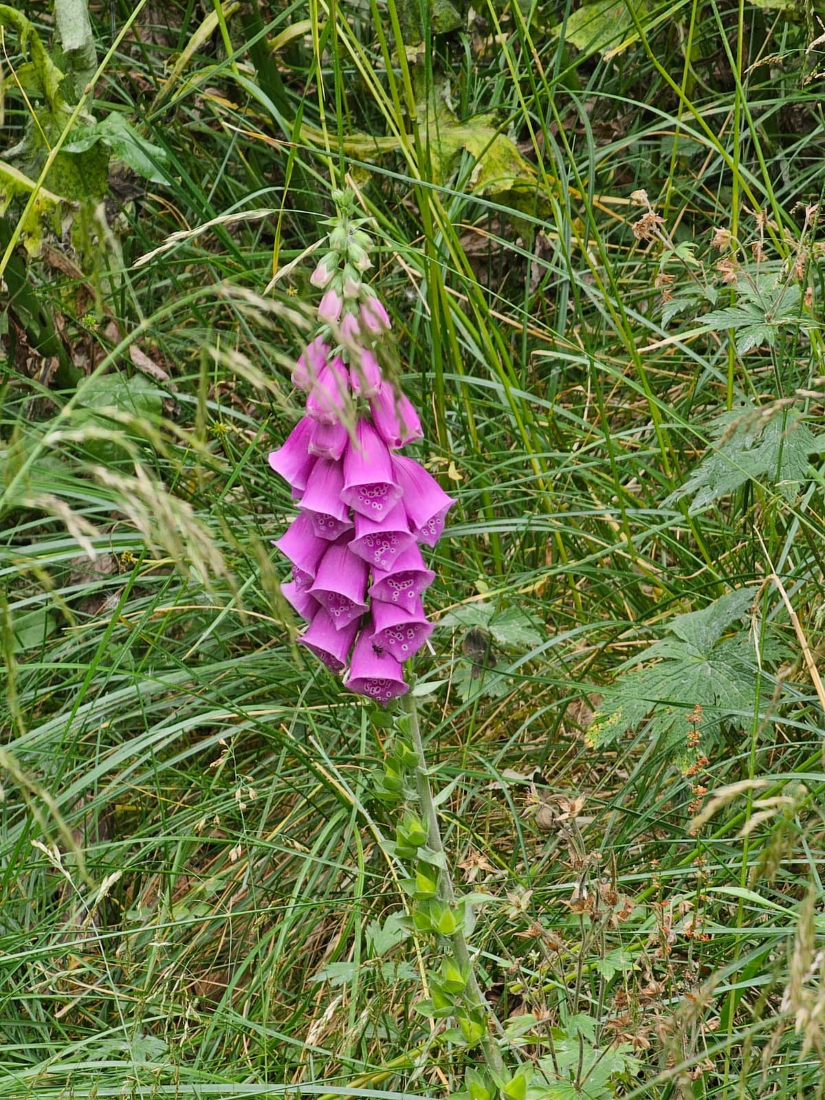 Grande digitale pourpre dressée au milieu de hautes graminées, portant une longue grappe de fleurs roses en doigts de gant