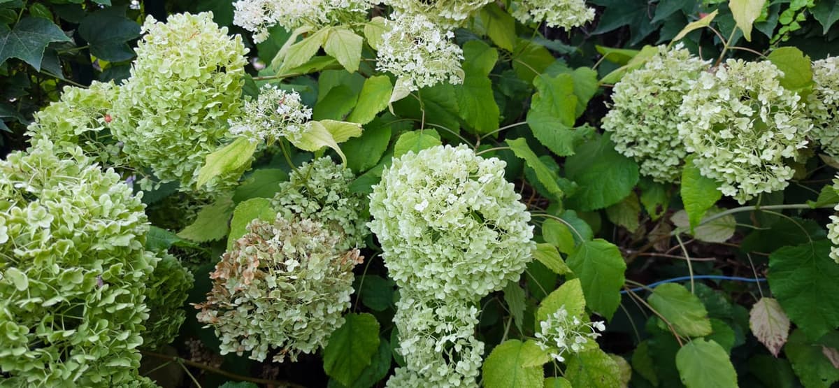 Buisson d’hortensia arborescent portant plusieurs grosses boules blanc verdâtre à différents stades, dont une déjà fanée et brunissante, entre de larges feuilles dentées