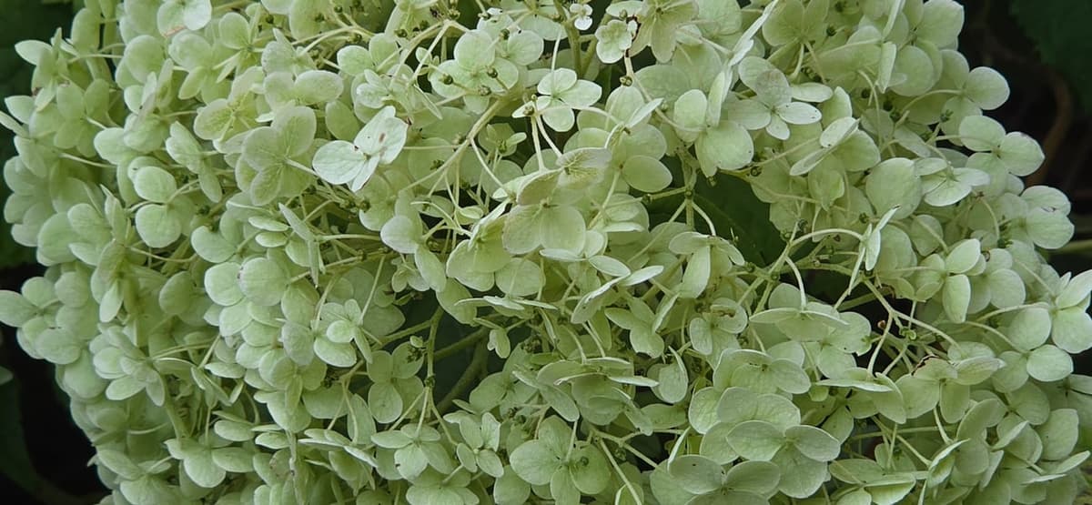 Gros plan sur des inflorescences en boule d’hortensia arborescent : des dizaines de fleurs identiques, chacune formée de quatre pièces blanc crème étalées, sans aucune fleur fertile visible