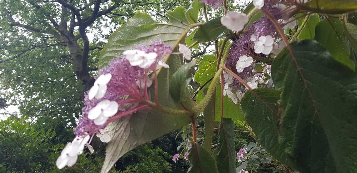 Inflorescence plate d’hortensia vue de dessous : un large plateau de minuscules fleurs mauves, bordé de quelques grandes fleurs blanches à quatre pièces étalées portées par de longs pédicelles