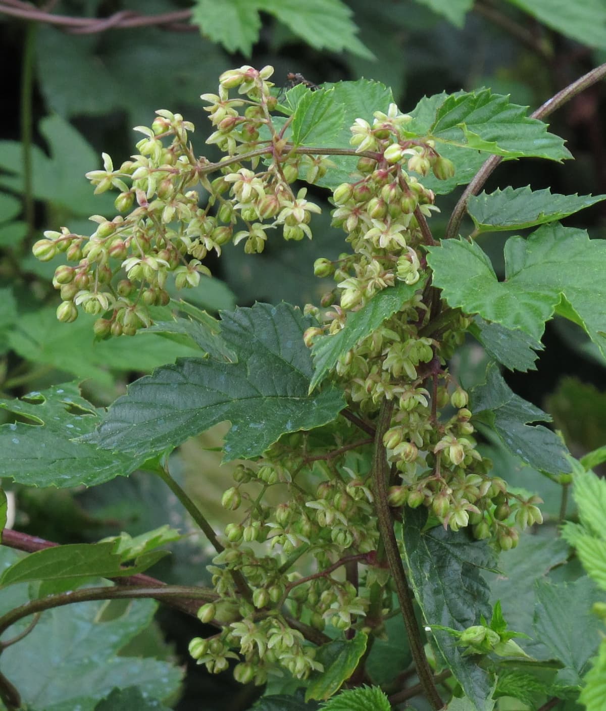 Rameau de houblon mâle portant des panicules lâches de petites fleurs verdâtres, très différentes des cônes femelles