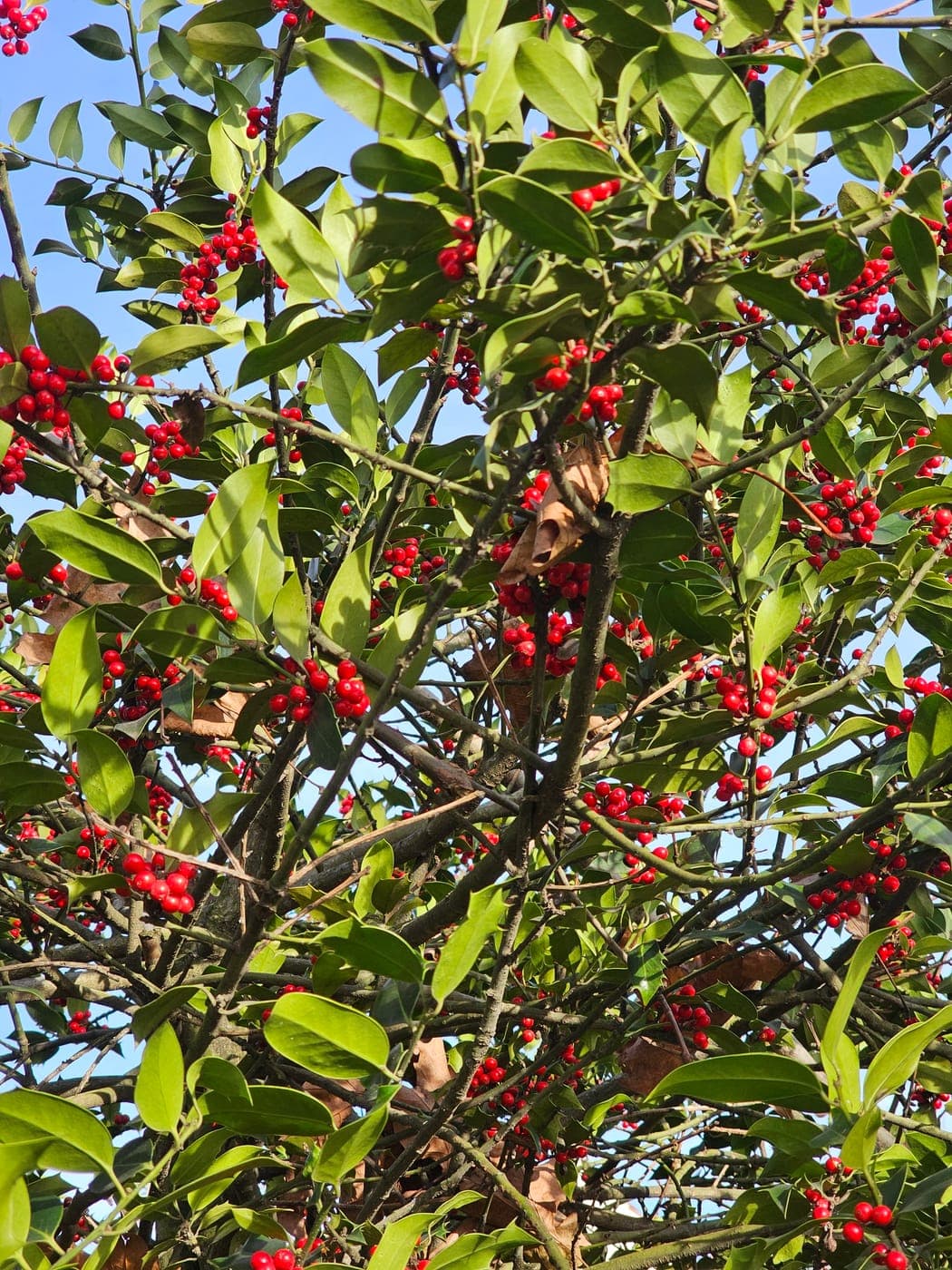 Houx commun (Ilex aquifolium) aux feuilles épineuses et fruits rouges