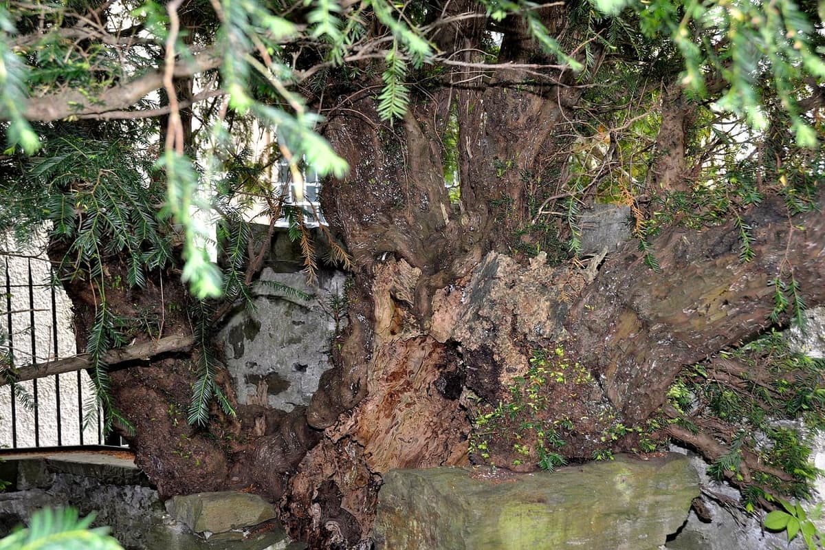 Tronc éclaté et creux du vieil if de Fortingall, en Écosse, réduit à des fragments de bois séparés derrière une grille