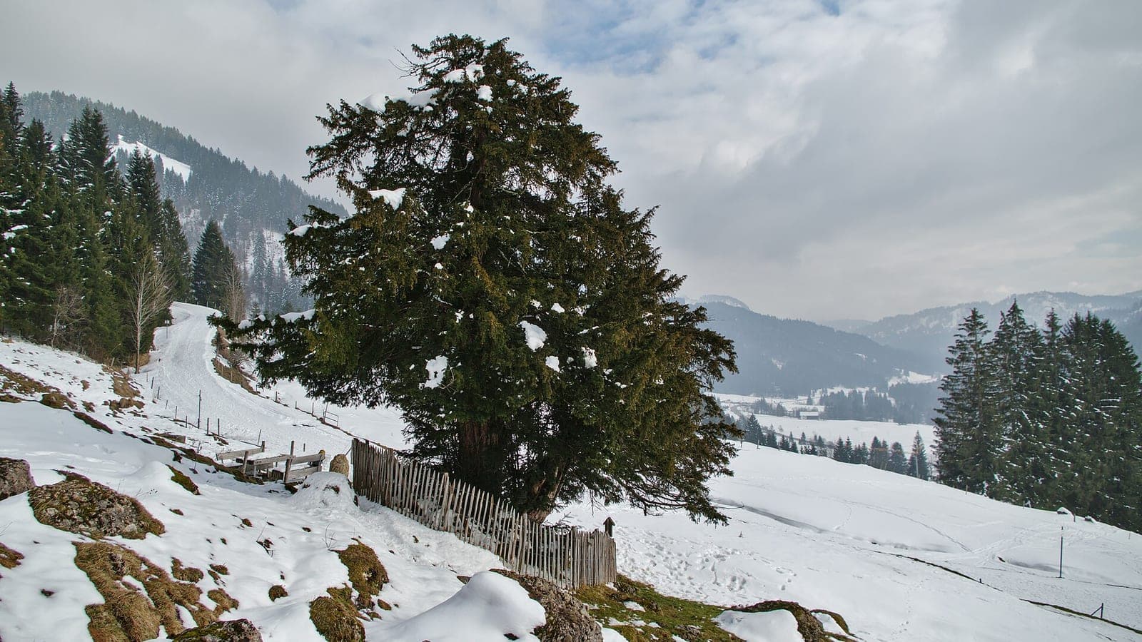 Vieil if isolé sur un versant enneigé de l’Allgäu, masse sombre et vivante au milieu d’un paysage nu. (Photo Jan Czeczotka, CC BY-SA 4.0.)