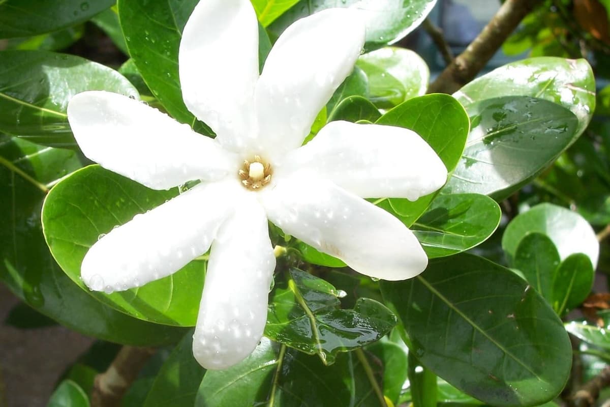 Fleur de tiaré blanche à pétales épais disposés en hélice, au cœur doré, sur des feuilles vernissées