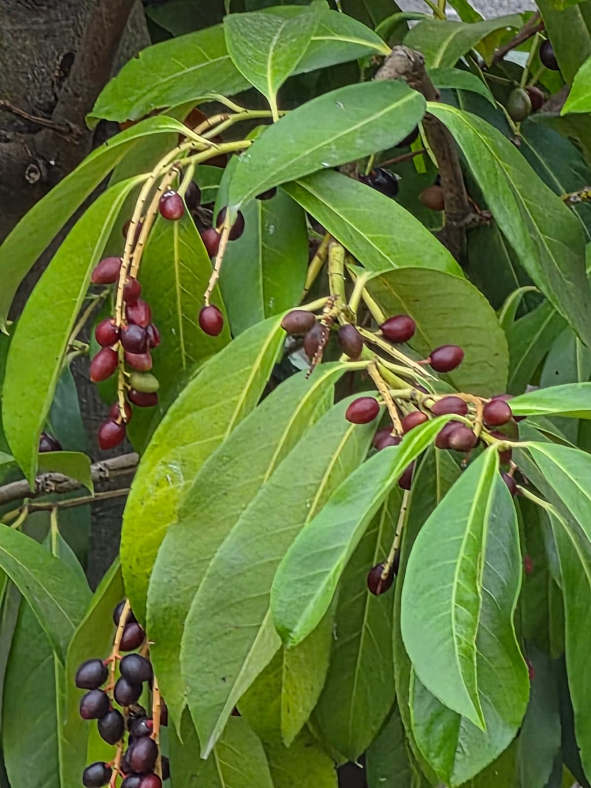 Feuilles larges et luisantes de laurier-cerise portant des grappes de fruits noirs
