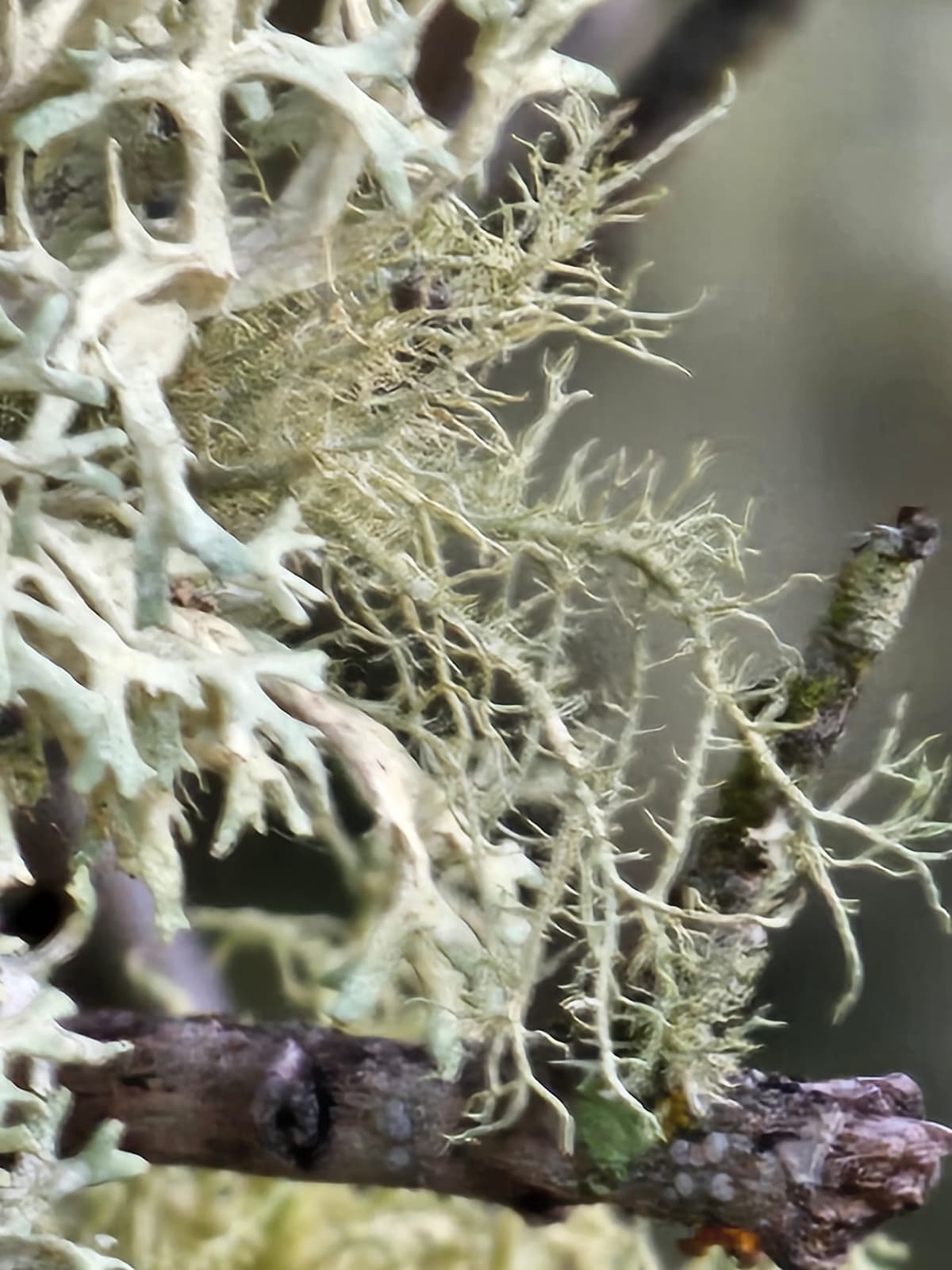 Lichen fruticuleux gris-vert, ramifié en lanières, poussant sur une branche