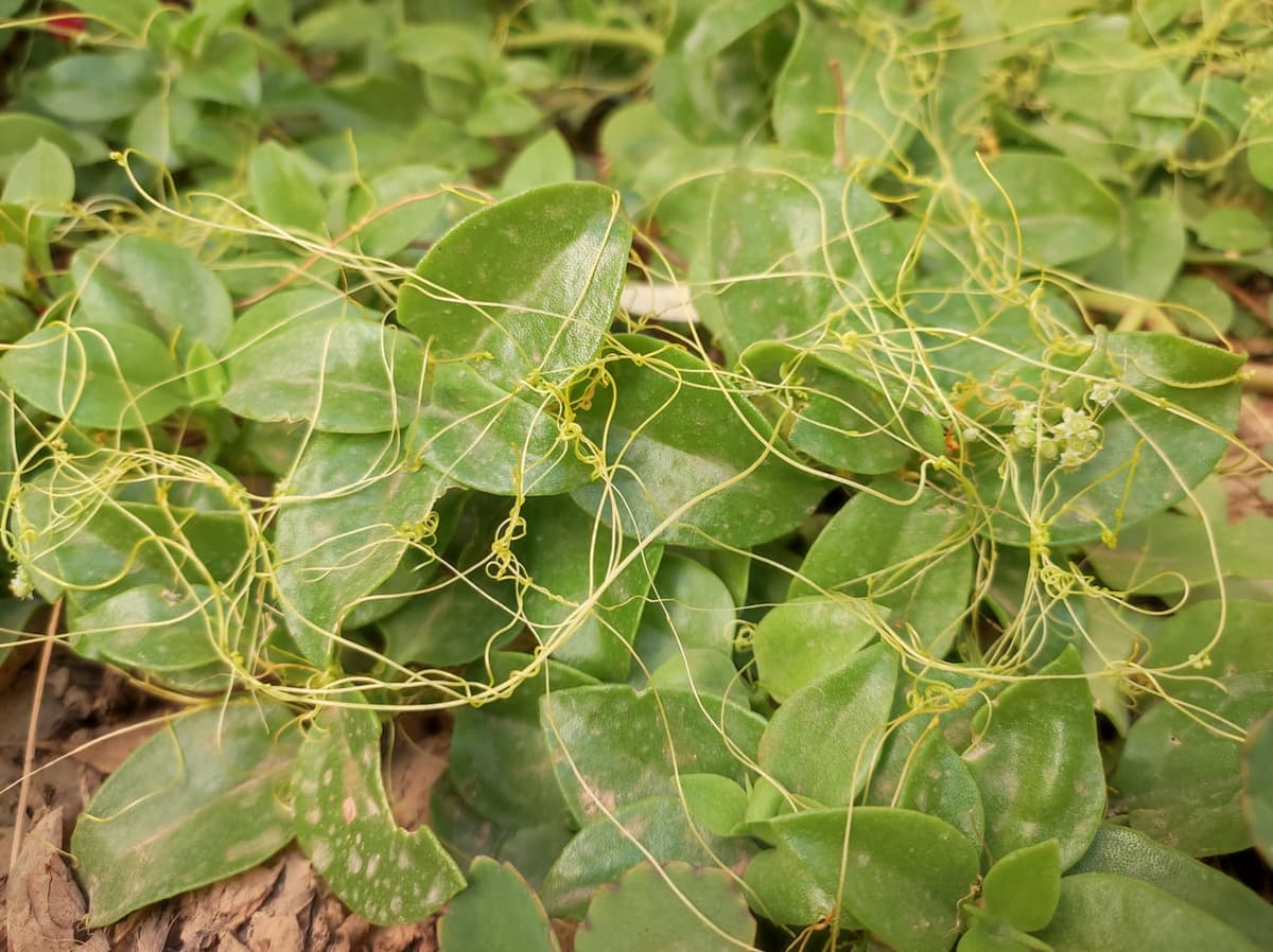 Filaments jaunes et sans feuilles de cuscute formant un réseau emmêlé par-dessus le feuillage vert de sa plante hôte
