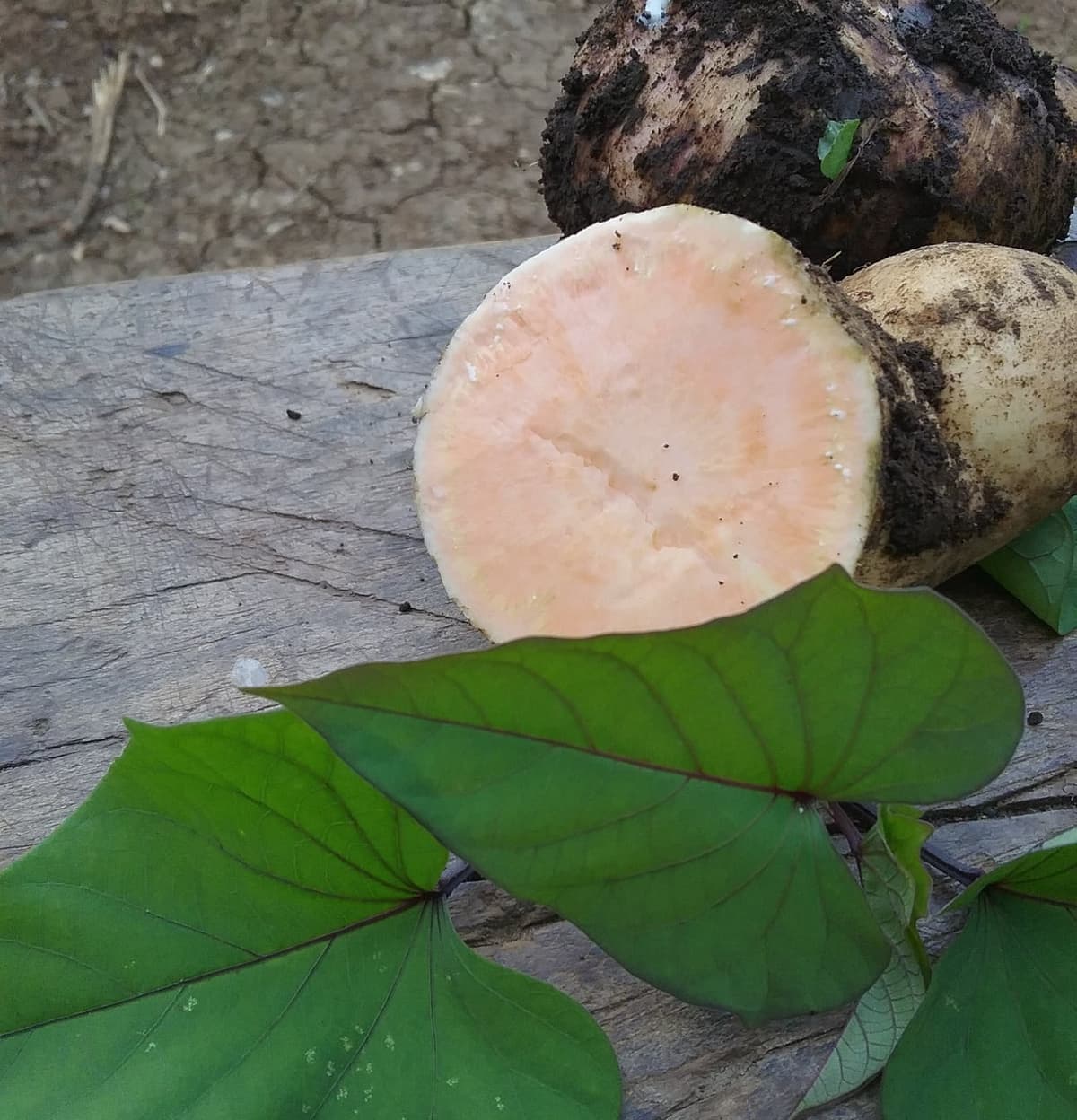 Patates douces fraîchement arrachées, dont l’une coupée montre sa chair orange, posées près de feuilles en forme de cœur