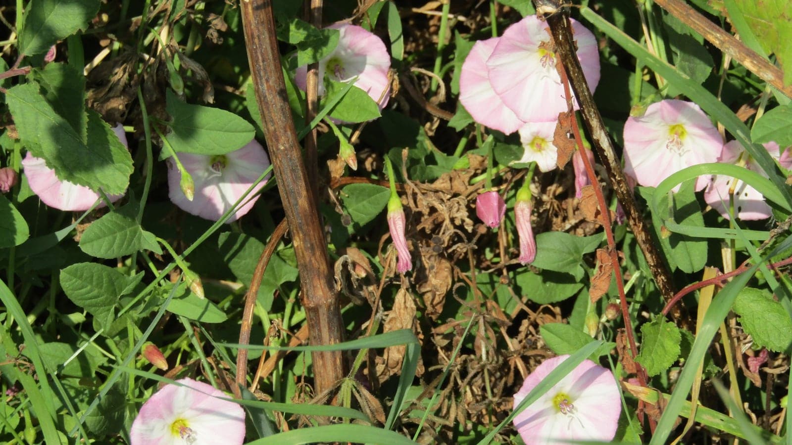 Fleurs de liseron des champs, larges trompettes blanches rayées de rose, épanouies au milieu des herbes. (Photo Kolforn, CC BY-SA 4.0.)