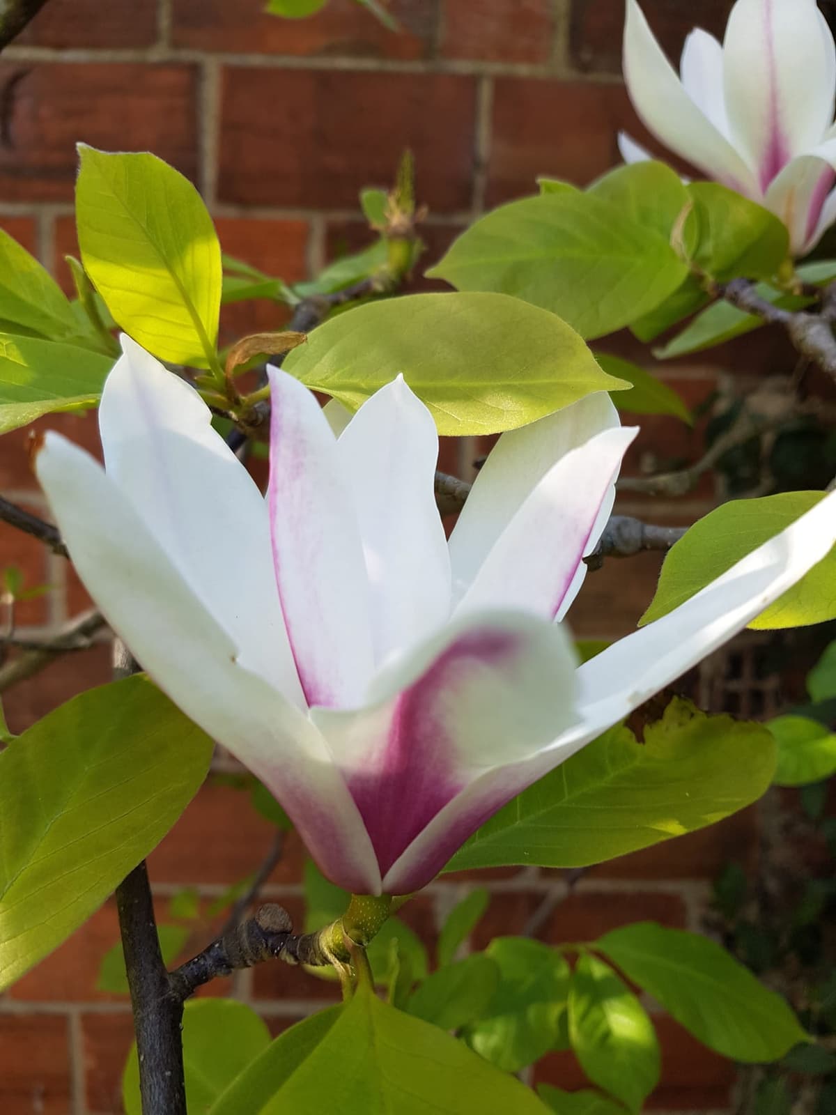 Fleur de magnolia de Soulange ouverte en coupe : toutes les pièces sont semblables, blanches et lavées de pourpre à la base